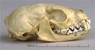 Pine marten skull 
