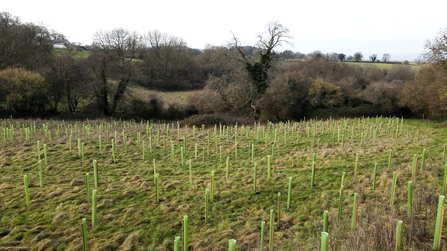 Tree Planting_Stockley Hill