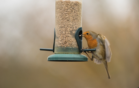 Robin bird perching and eating off of bird feeder 