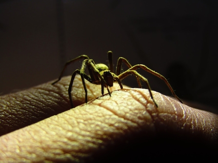 House spider on hand lit with green light