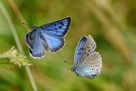 Two large blue butterflies mid courtship flight