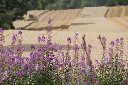 Crops being harvested in the blurred background with fireweed flowers in focus in the foreground