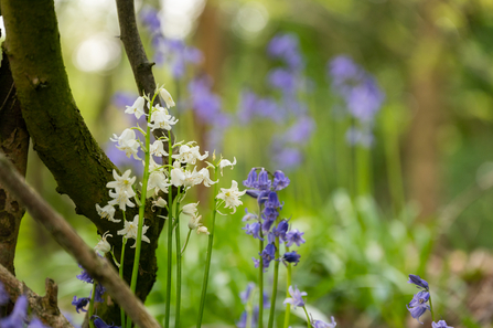 Bluebells and lily-of-the-valley at Robinswood Hill
