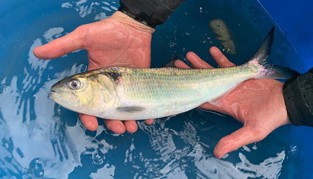River Severn Twaite Shad held by monitoring scientist