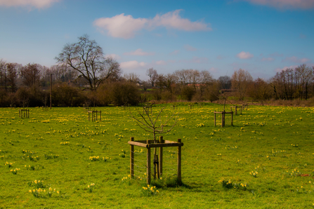 The orchard and daffodils at Vell Mill