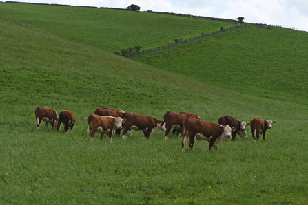 Cattle at Fir farm