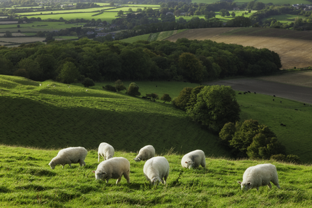 Sheep grazing a field