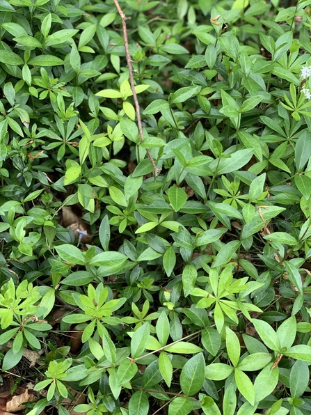 An image of multiple periwinkle leaves.