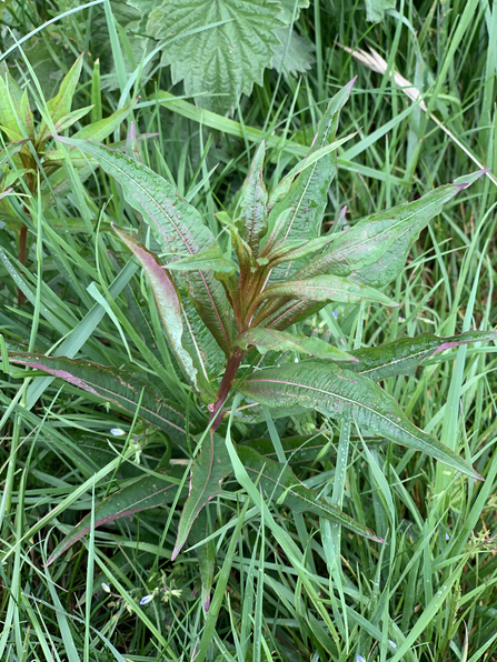 An image of a rosebay willowherb amongst grass.