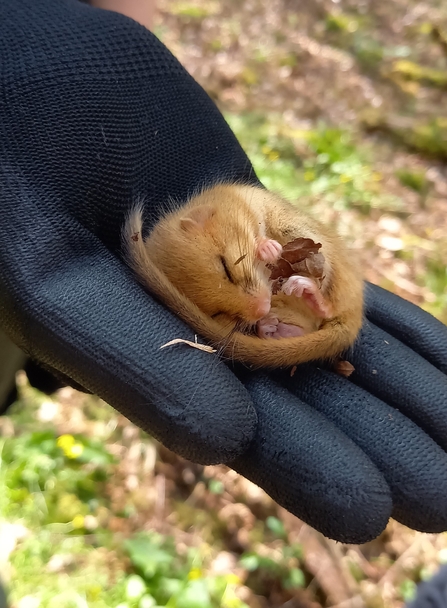 Dormouse curled up in torpor (c) Ruby Gabb