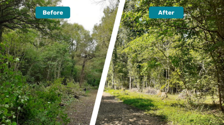 Lower Woods ash dieback work, before and after