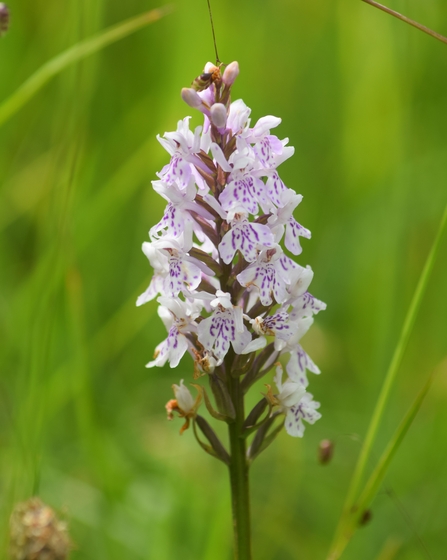 Common spotted-orchid (c) Ruby Gabb