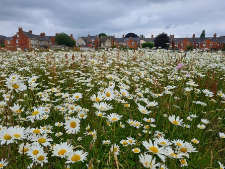 Blooming wildflower meadows in Cirencester as a result of the ERDF project work