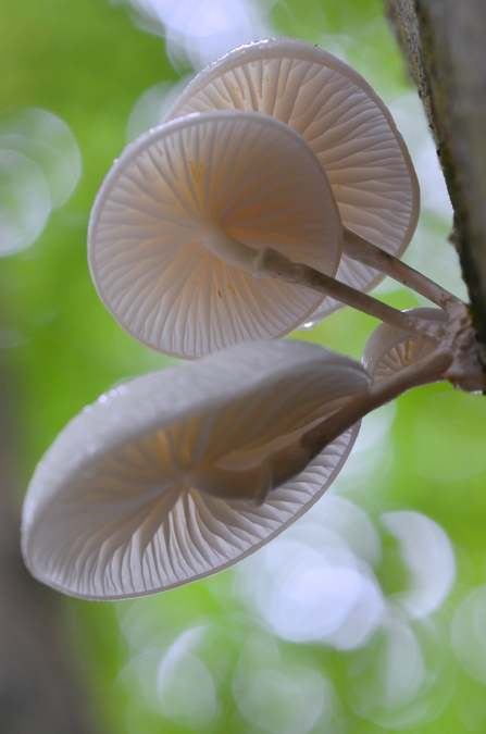 Porcelain fungi, Oudemansiella mucida 