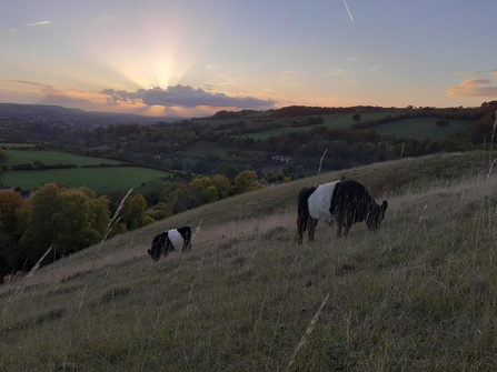 Belted Galloway cattle grazing at Swift's Hill nature reserve