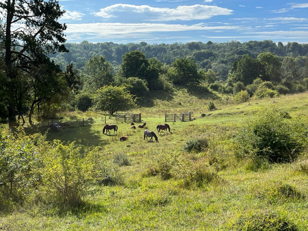 Ponies grazing at Daneway Banks nature reserve