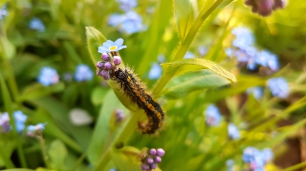 Scarlet tiger caterpillar on forget-me-not