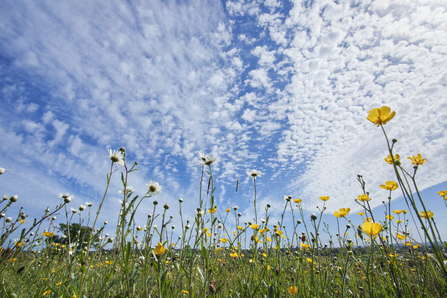 A field of wildflowers and a blue sky