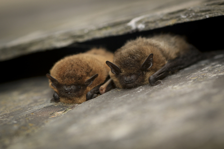 Two common pipistrelle bats on a rock