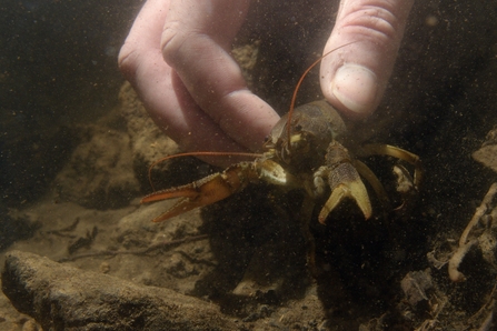 A native crayfish being released into a stream during a previous translocation