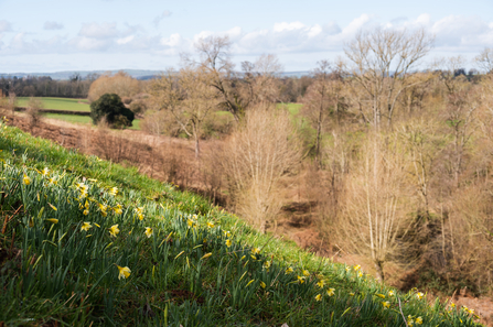 A steep slope covered in wild daffodils, and in the distance there are trees and fields