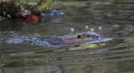 beaver kit in water