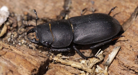 Lesser stag beetle (c) Margaret Holland
