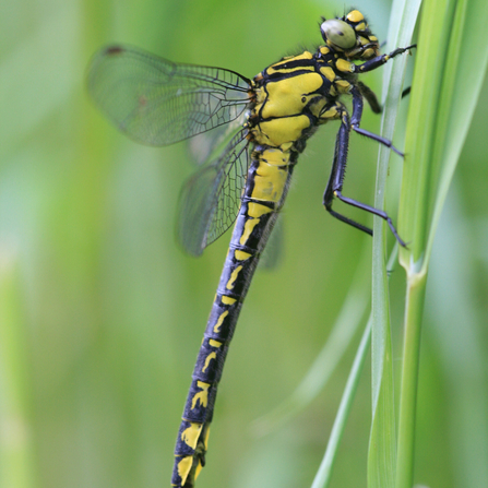 Club Tailed Dragonfly