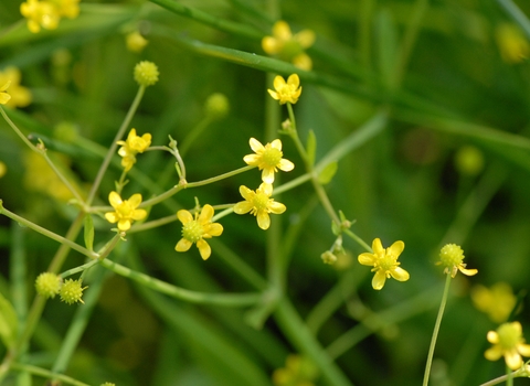 Picture of Badgeworth buttercup small yellow petals on thin green stems. 