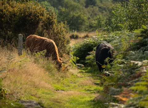 Highland cattle grazing amidst bracken