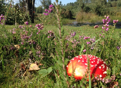 Fly agaric fungus and heather