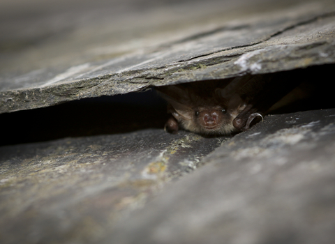 Brown long eared bat hiding