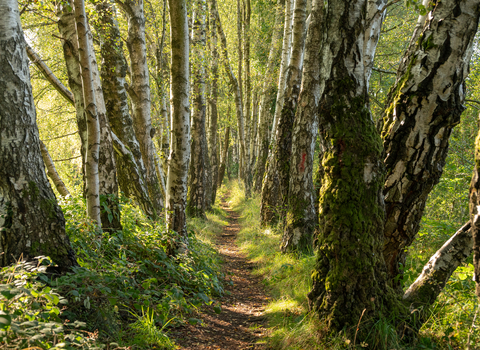 Tree lined path at Laymoor Quag 