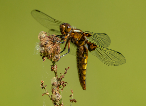 Broad bodied chaser (c) Benedict Wilson, 'A bugs eye view' taken at Coombe Hill and submitted to the 2021 photo competition