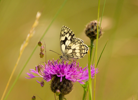 Marbled white butterfly on knapweed at Daneway Banks