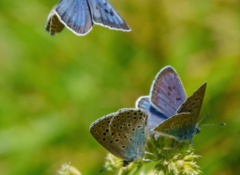 Large blue butterflies on Rodborough Common