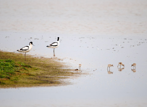 Avocet family on wetlands
