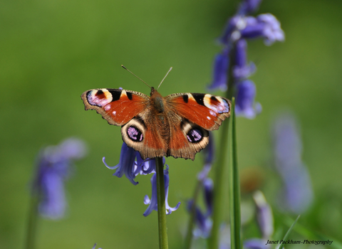 Peacock butterfly perched on a bluebell