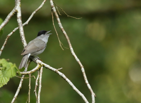 A blackcap singing perched on a branch
