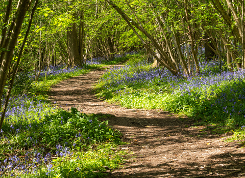 A path winding through the bluebells at Lower Woods nature reserve