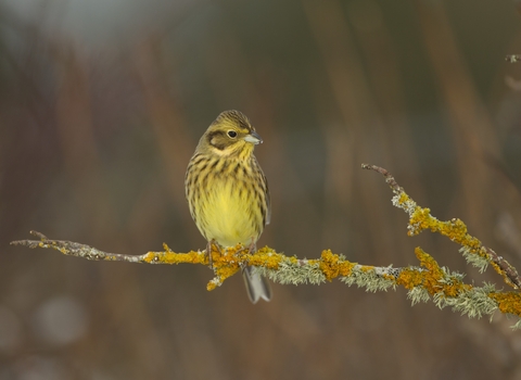 Male yellowhammer perching on a lichen-covered branch