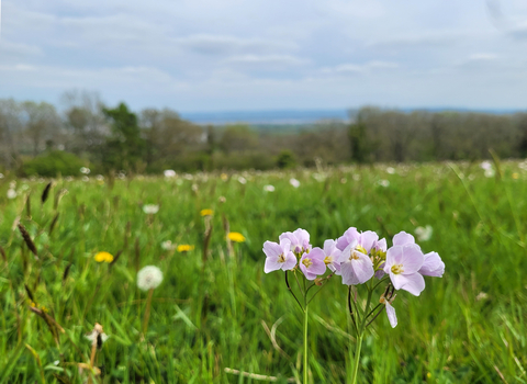 A cuckoo flower in the grasslands of Ruddle Court farm 