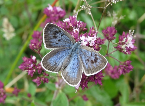 A large blue butterfly at Daneway Banks