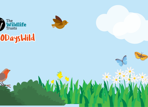 a 30 days wild banner showing The Wildlife Trusts' logo and birds, butterflies, plants and two clouds