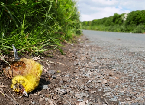 Yellowhammer dead at the side of the road © Shutterstock