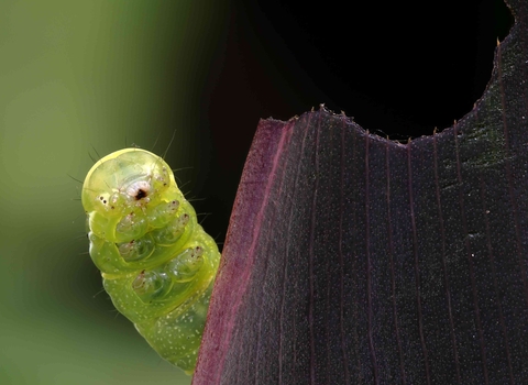 Brimstone caterpillar (c) Robert Bryant