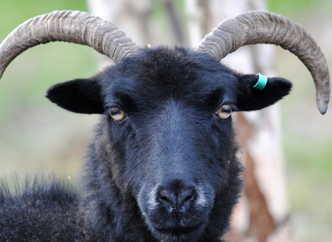 A Hebridean sheep facing the camera