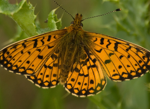 A small pearl-bordered fritillary butterfly
