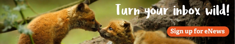 GWT eNews Signup