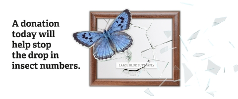Insect appeal web